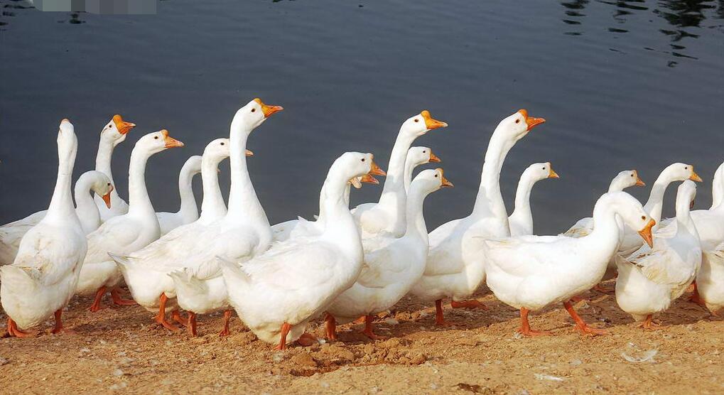 家禽業(yè)陷圍城，大叫“撐不住”！飼養(yǎng)量三年連
